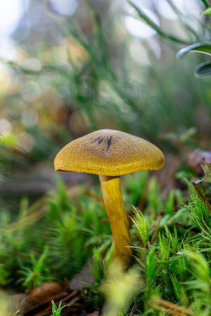 Golden-orange mushrooms grow from a decaying log in a serene forest setting. The textured fungi...