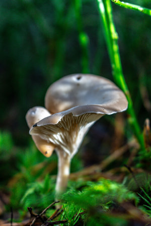 Golden-orange mushrooms grow from a decaying log in a serene forest setting. The textured fungi contrast beautifully against the rough bark, while tall trees in the blurred background add depth.の写真素材