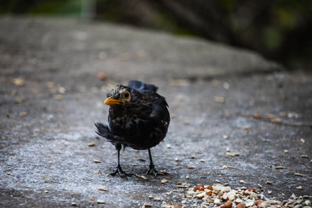 Eurasian blackbird aka The common blackbird or Turdus merula close-up portrait. Singing with open...