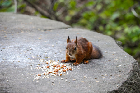 Cute and playful squirrel. Amazing small and cute animal. Very fast, jumping from one tree to...