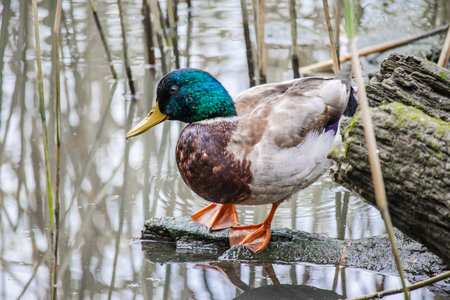 Mallard female with little ducklings in a living nature on the river on a sunny day. Breeding season...