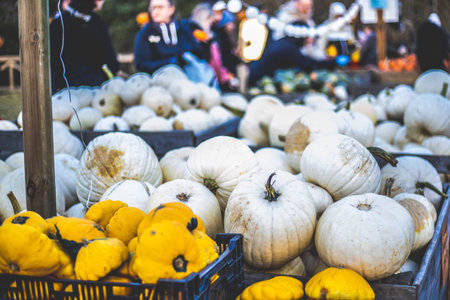 Carved Halloween pumpkins glowing with candlelight inside at night, spooky and festive atmosphere with dark background.の写真素材