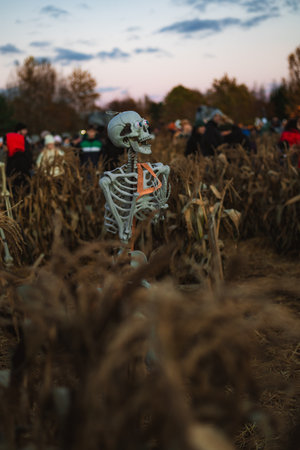 Halloween. Spooky Halloween skeleton with skull and bones in dark background, creepy horror...