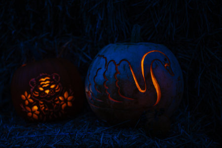 Halloween. Carved Halloween pumpkins glowing with candlelight inside at night, spooky and festive atmosphere with dark background.の写真素材