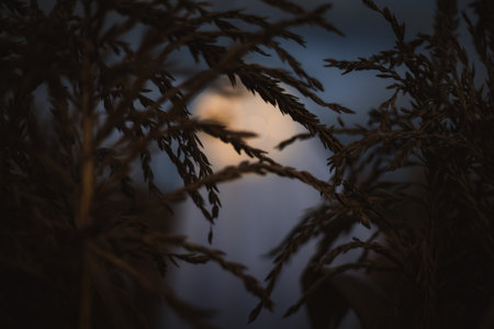 Halloween. Spooky white ghost figure in the dark, mysterious spirit in fog and moonlight, eerie and...