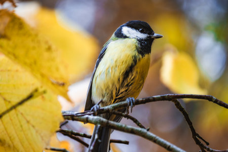 Great tit bird sitting on a wet tree branch during autumn rain, soaked feathers and bright yellow plumage, atmospheric wildlife portrait with forest background.の写真素材