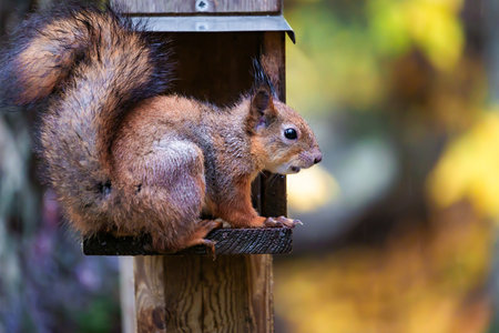 Squirrel sitting on a wooden feeder in the forest and eating seeds, detailed close-up wildlife photo...