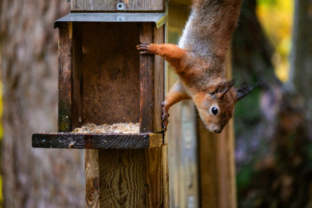 Squirrel sitting on a wooden feeder in the forest and eating seeds, detailed close-up wildlife photo with natural light and soft forest background.の写真素材