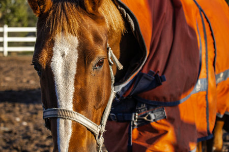 Photo of beautiful horses on a farm, grazing or walking in the pasture. Soft natural light, detailed view of coats, mane, and movement. Perfect for nature photography, farm life, equestrian themes, and wildlife content.の写真素材