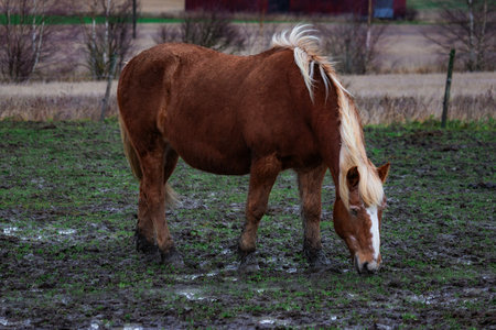 Photo of beautiful horses on a farm, grazing or walking in the pasture. Soft natural light, detailed view of coats, mane, and movement. Perfect for nature photography, farm life, equestrian themes, and wildlife content.の写真素材