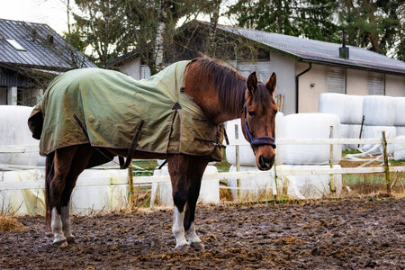 Photo of a horse on a farm, standing in a muddy area with a green blanket. The natural surroundings include houses and fencing.の写真素材