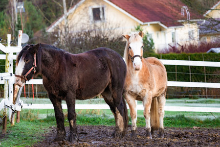 Photo of horses on a farm, standing near a white fence with a house in the background. The natural lighting accentuates their coats and serene surroundings.の写真素材