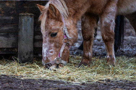Photo of a horse on a farm, grazing on hay. Detailed view of the horse's coat, mane, and movement. Perfect for nature photography, farm life, equestrian themes, and wildlife content.の写真素材
