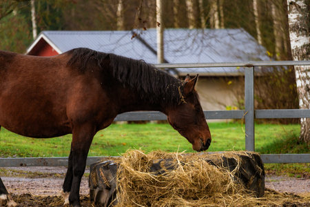 Photo of a horse eating hay in a farm setting. The natural environment and the horse's activity are highlighted.の写真素材