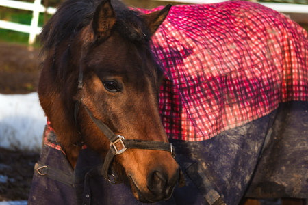 Photo of a beautiful horse on a farm, standing with a detailed view of its coat, mane, and bridle. Perfect for nature photography, farm life, equestrian themes, and wildlife content.の写真素材