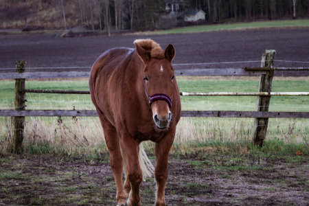 Photo of a horse standing calmly in a fenced area. The horse is brown with a purple halter. The setting includes a wooden fence and a mix of green and brown fields in the background.の写真素材