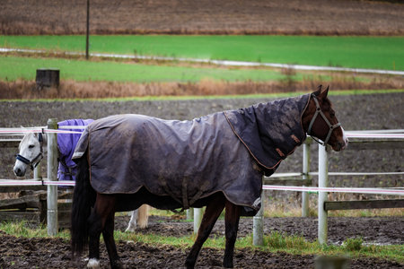 Photo of horses running freely across a lush farm pasture. Natural sunlight highlights their movement, coats, and the surrounding green landscape. Ideal for nature photography, equestrian themes, farm life, and dynamic wildlife content.の写真素材