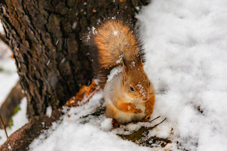 Photo of a squirrel sitting in snow, eating nuts while snow gently falls around. Soft natural light highlights fur details and creates a cozy winter forest atmosphere. Perfect for wildlife photography, winter nature themes, and cute animal content.の写真素材