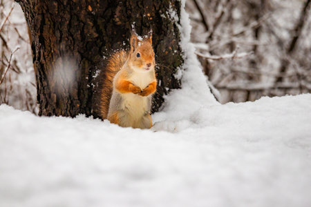 Photo of a squirrel sitting in snow, eating nuts while snow gently falls around. Soft natural light highlights fur details and creates a cozy winter forest atmosphere.の写真素材