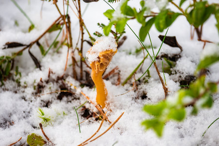 Photo of bright chanterelle mushrooms partially covered by fresh snow on the forest floor. Detailed textures, vibrant colors, and soft natural lighting. Ideal for nature photography, forest and seasonal content, and wildlife themes.の写真素材