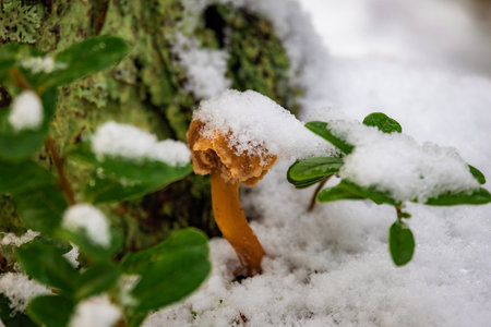 Photo of bright chanterelle mushrooms partially covered by fresh snow on the forest floor. Detailed textures, vibrant colors, and soft natural lighting. Ideal for nature photography, forest and seasonal content, and wildlife themes.の写真素材