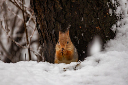 Photo of a squirrel in the snow, eating nuts while snowflakes gently fall around it. Detailed fur, tiny paws, and winter forest background. Ideal for wildlife photography, winter nature themes, and cute animal content.の写真素材
