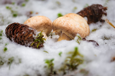 Photo of champignon mushrooms partially covered by snow while delicate snowflakes fall around. Soft natural light highlights textures, shapes, and the cozy winter forest atmosphere. Ideal for nature photography, forest and seasonal content, and wildlife themes.の写真素材
