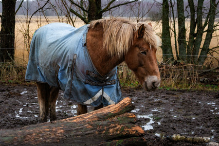 Photo of a horse on a farm, standing in the pasture. Soft natural light, detailed view of coat and mane. Perfect for nature photography, farm life, equestrian themes, and wildlife content.の写真素材