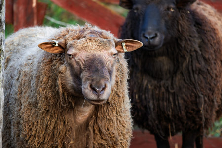Photo of cute and interesting sheep on a farm, with lush green pastures and wooden fences. Soft natural light highlights wool textures and serene farm life. Ideal for nature photography, farm scenes, animal themes, and pastoral content.の写真素材