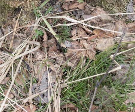 green moss grows in natureの写真素材