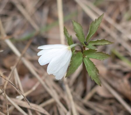 beautiful flower grows in the wildの写真素材