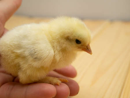 Yellow chick in hand. Close-up.の写真素材