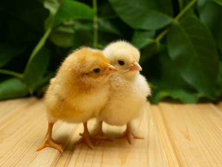Two yellow new born Chick on a background of plants.の写真素材