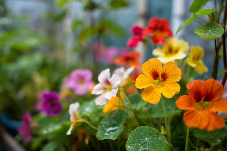 A lush garden greenhouse showcases various flowering plants in an explosion of color. The bright blooms include shades of red, orange, pink, and yellow, thriving in their warm environment.の素材
