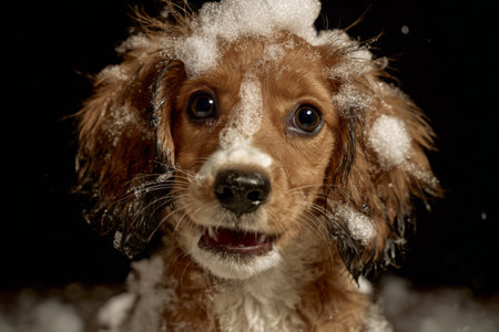 A cheerful dog covered in foam has an endearing expression while taking a bubble bath. The playful moment captures its joy and innocence during bath time.の素材