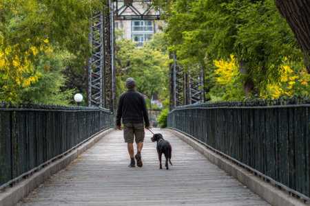 A man strolls along a wooden bridge with his dog. Lush trees provide a vibrant backdrop, and the peaceful scene captures a moment of connection between them.の素材