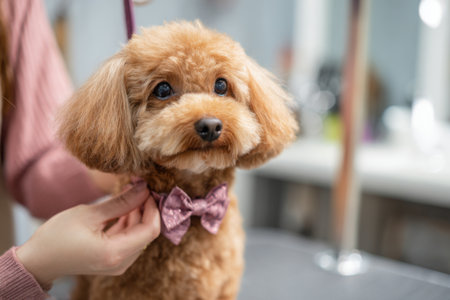 A groomer carefully adjusts a pink bow tie on a fluffy dog in a bright pet salon. The atmosphere is cheerful, showcasing a clean and welcoming environment for pets.の素材