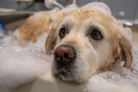 A golden retriever relaxes in a bubble bath at a grooming salon. The dog has soap suds on its head and looks calm, enjoying the pampering experience.の素材