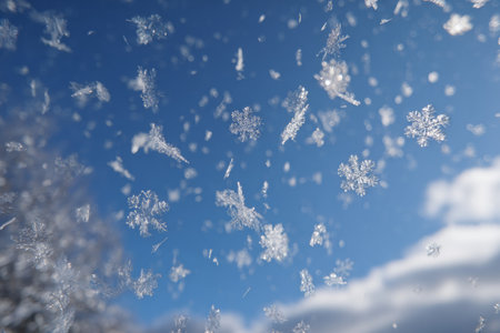 Delicate snowflakes drift down through the bright blue sky on a cold winter day, transforming the landscape into a tranquil scene filled with white.の素材