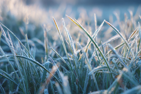 Morning light softly illuminates frosted grass blades, creating a tranquil atmosphere. The scene captures the beauty of a winter morning in a peaceful meadow.の素材