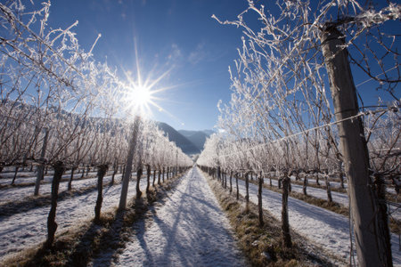 A serene vineyard is covered in frost, with sunlight filtering through the icy branches. The landscape showcases rows of vines and a clear blue sky, creating a peaceful winter scene.の素材