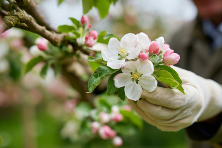 A person wearing gloves gently examines apple blossoms in a vibrant orchard. Soft pink and white flowers bloom against green leaves, signaling the arrival of spring.の素材