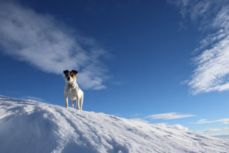 A small dog explores a snowy hilltop with a bright blue sky above. The landscape is peaceful, showcasing winters beauty with fluffy clouds floating by.の素材