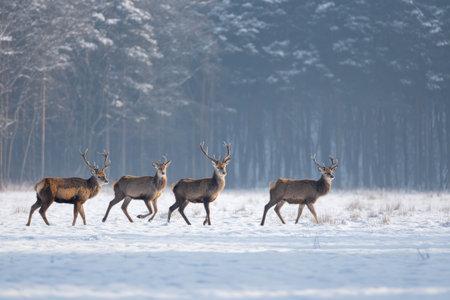 Four deer move gracefully across a snow-covered field surrounded by tall trees. The tranquil scene captures the beauty of winter wildlife in a serene setting.の素材