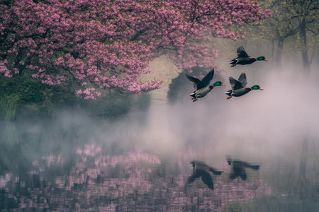 Ducks glide gracefully above a tranquil, fog-covered lake that reflects the vibrant colors of flourishing trees. The serene atmosphere captures the essence of early spring.の素材
