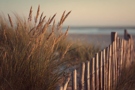 Tall grass sways gently in front of a wooden fence at the beach during golden hour. The soft natural light creates a calm atmosphere, highlighting muted colors.の素材