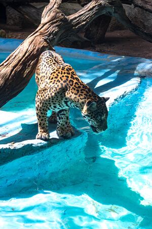 African leopard is the nominative, most widespread subspecies of leopard. Leopard is preparing to jump into the water for a treatの写真素材