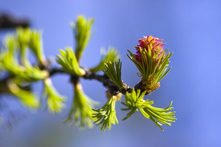 Swamp pine, the germ of a young cone. early spring, flowering plants, forest, pine cone embryoの写真素材