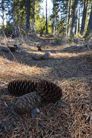 trail of pine cones and conifer needlesの写真素材