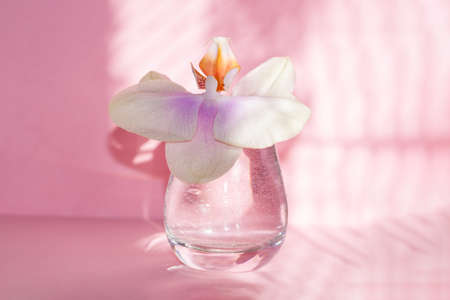 Beautiful orchid flower in glass on pink background with shadows.の写真素材